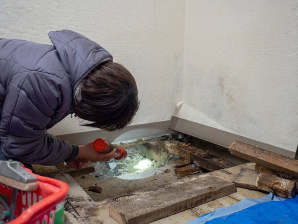 Best Mold Removal for HVAC Installations  in Wade, MS