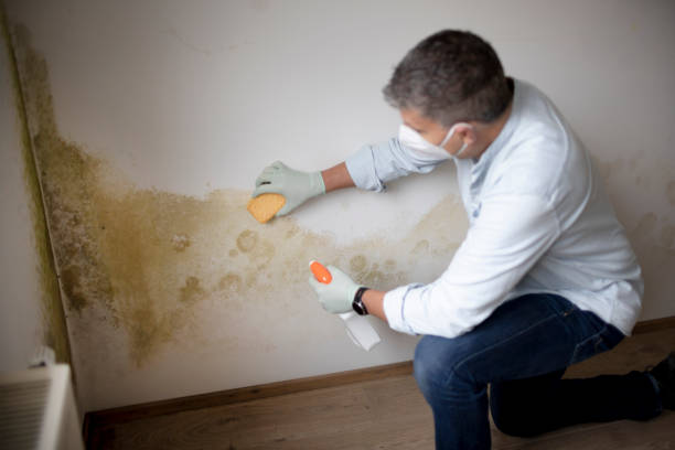 Best Environmental Consulting for Mold Prevention  in Wade, MS