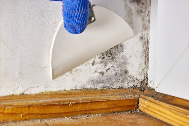 Best Basement Mold Removal  in Wade, MS